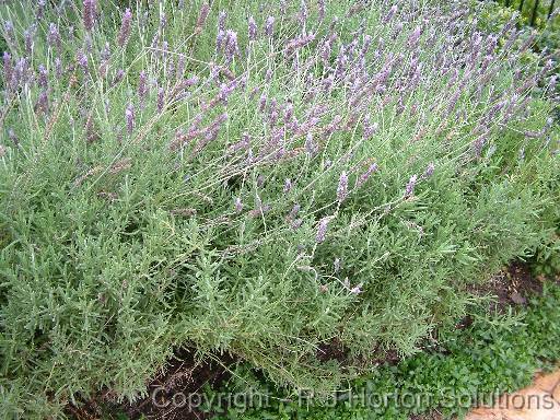 Lavender French 